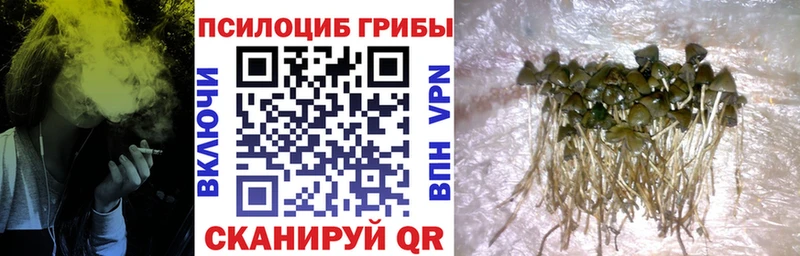гидра ССЫЛКА  Окуловка  Псилоцибиновые грибы Cubensis 